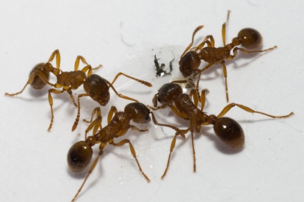 Уничтожение муравьев   в Егорьевске 