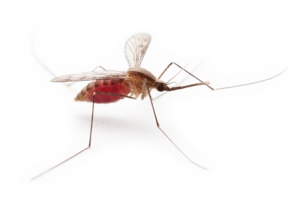 Уничтожение комаров   в Егорьевске 