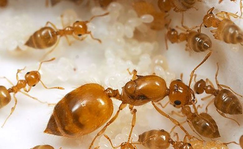 Дезинсекция муравьев
